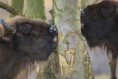Wisent schraapt esdoornbarst. Foto: Ruud Maaskant