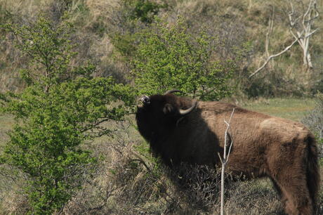 Wisent eet meidoornblad