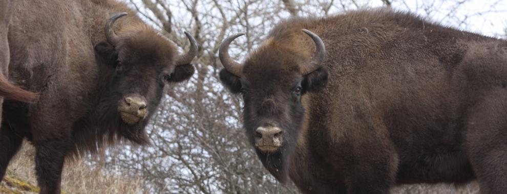Wisent eet zand. Foto: Leo Linnartz