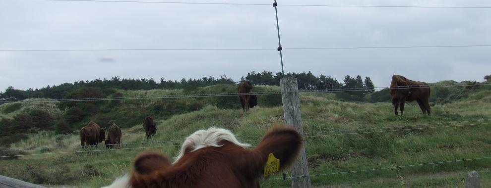 Wisent en rund. Foto: Linde Veldhoen