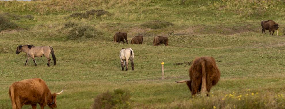 Wisenten, koniks en hooglanders bij Wisentenpad Kraansvlak. Foto: Ruud Maaskant