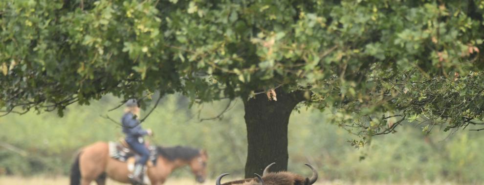 Ruiter en wisenten in de Maashorst, foto: Arjen Boerman