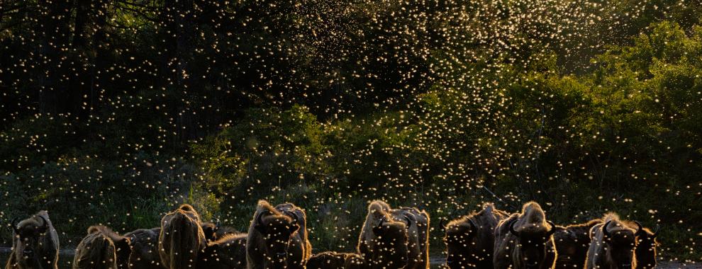 Dawn of the Bison. Foto: Jasper Doest