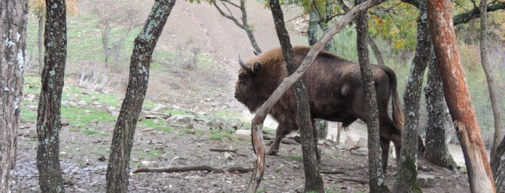 Wisent stier in Bonar, Spanje. Foto: Fernando Moran