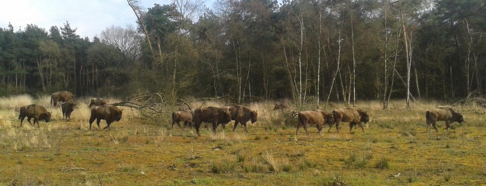 Wisenten Maashorst