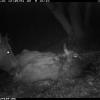 Konik likt dood wisent