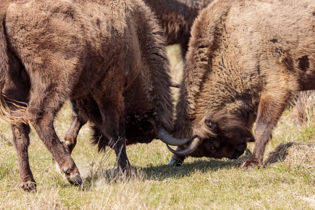 Wisenten maken met elkaar kennis met de koppen tegen elkaar
