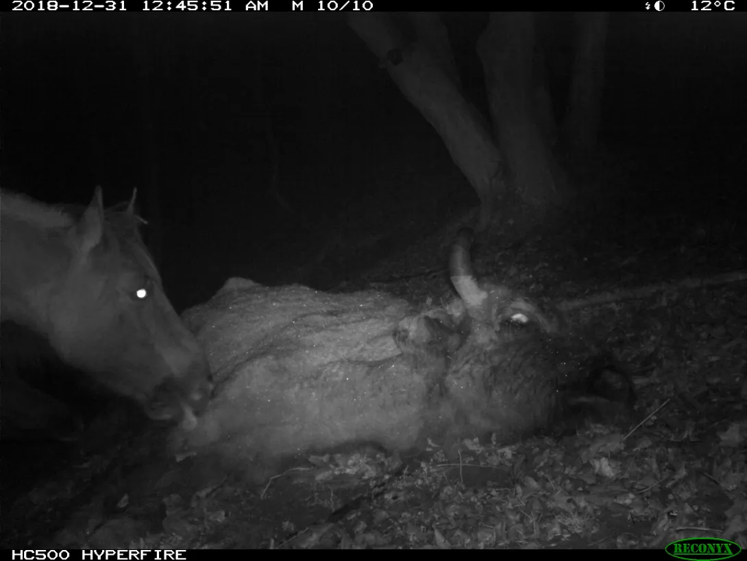 Konik likt dood wisent