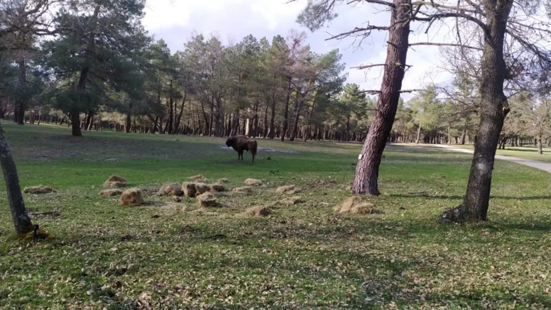 the_first_bison_bull_from_kraansvlak_on_spanish_soil_at_the_la_serreta_reserve