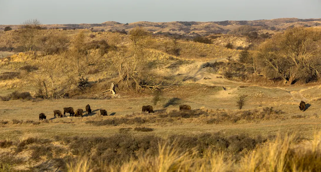 Wisenten in het Kraansvlak, foto: Ruud Maaskant, PWN